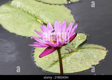 Fleurs de Lotus (Nelumbo), Lotus, jardin botanique Sir Seewoosagur Ramgoolam, jardin botanique SSR, également jardin botanique de Pamplemousses, Garde botanique Banque D'Images