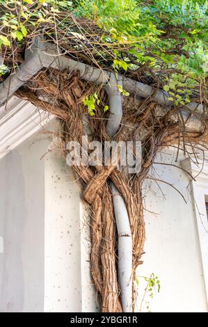 Criquet noir (Robinia pseudoacacia) grimpant le mur et entrelacé avec la gouttière d'eau de pluie et la descente. Banque D'Images