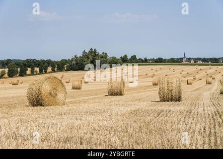 Champ avec des bottes de foin après la récolte en été contre le ciel bleu Banque D'Images