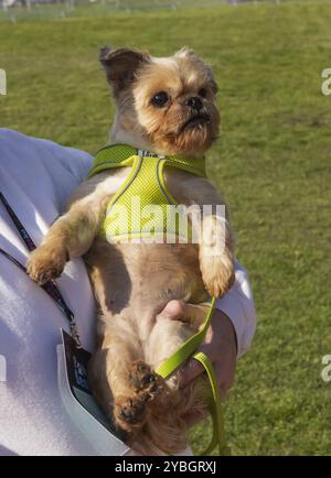 Angleterre, Kent, Deal, Betteshanger Country Park, Pawfest, chiens Banque D'Images