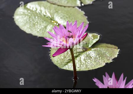 Fleurs de Lotus (Nelumbo), Lotus, jardin botanique Sir Seewoosagur Ramgoolam, jardin botanique SSR, également jardin botanique de Pamplemousses, Garde botanique Banque D'Images