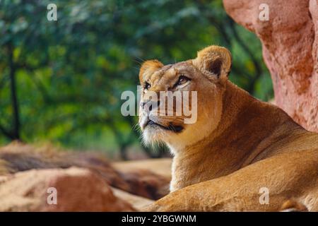 Portrait du lion de Barbarie femelle, également appelé lion d'Afrique du Nord, lion de l'Atlas et lion égyptien Banque D'Images