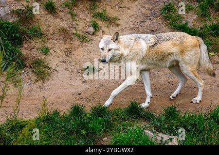 Le loup du bois de l'est observe les environs Banque D'Images