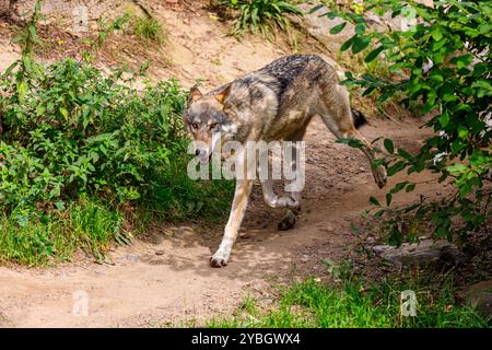 Le loup du bois de l'est observe les environs Banque D'Images