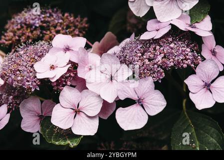 Belle l'Hydrangea serrata fleurs Juno, fond de couleur rose et vert Banque D'Images