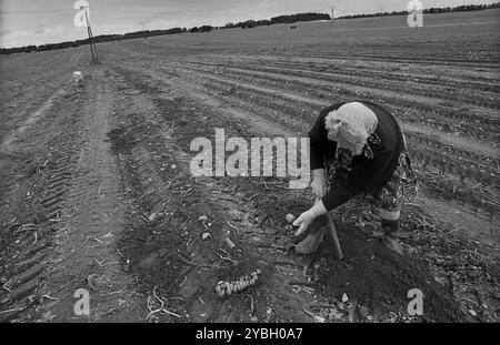 Allemagne, Trinwillershagen, 16.9,1991, la femme d'un agriculteur cueillant des pommes de terre, Europe Banque D'Images