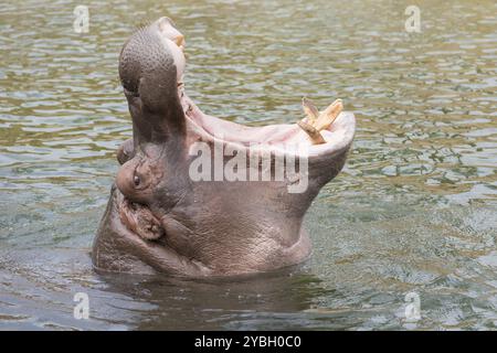 Chef d'un hippopotamus Hippopotamus amphibius avec bouche béante Banque D'Images