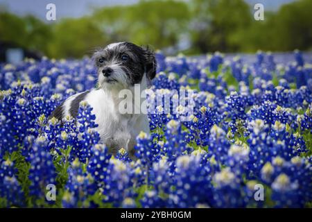 Un bel animal de compagnie profite d'un champ de fleurs Bluebonnet un jour de printemps Banque D'Images