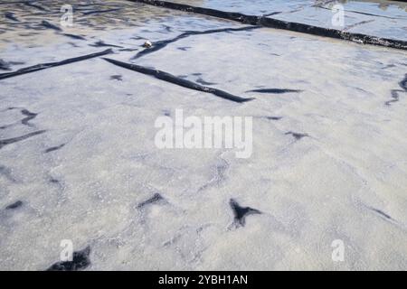 Production de sel, sel de mer par évaporation, salines Yémen, Tamarin, Maurice, Afrique Banque D'Images