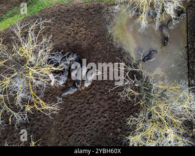 Troupeau de buffles reposant sur la terre sèche dans un paysage rural en fin d'après-midi, vue aérienne Banque D'Images