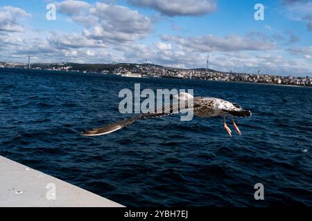 Vue depuis une croisière en bateau sur le détroit du Bosphore d'une mouette et le quartier résidentiel d'Uskudar avec la Kucuk Camlica TV & Radio Tower sur l'Asie Banque D'Images