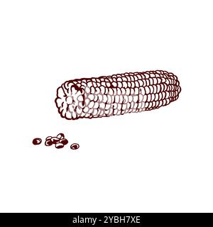 Maïs pelé, grains. Ensemble de nourriture d'automne. Illustration vectorielle dans le style graphique. Pour le menu de restaurant, cafés, bannières, affiches, Thanksgiving. Illustration de Vecteur