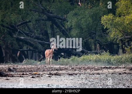 Cerf tacheté mâle dans sundarbans.cette photo a été prise à Sundarbans, Bangladesh. Banque D'Images