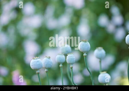 Environnement, jardinage et opium avec pavot dans les champs pour la durabilité, la croissance et la saison de printemps. Conservation, respectueux de l'environnement et floraison avec des plantes Banque D'Images