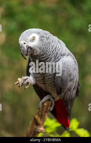 Perroquet gris assis sur l'arbre, Psittacus erithacus, connu sous le nom de perroquet gris du Congo, perroquet gris du Congo africain ou perroquet gris africain Banque D'Images