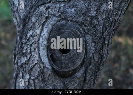 Une branche coupée sur un arbre avec un trou, montrant des signes de processus naturels, ajoute de l'unicité et révèle la beauté de la texture du bois. Banque D'Images