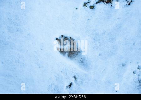 Empreinte de patte de chien dans la neige Banque D'Images