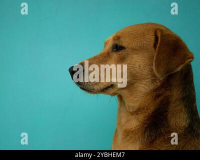 Gros plan de profil d'un chien brun clair avec les yeux et le nez foncés, sur un fond sarcelle. La fourrure lisse et l'éclairage uniforme soulignent ses caractéristiques. Banque D'Images