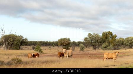 Troupeau mixte de bovins errant librement dans l'outback australien paysage de brousse et ciel nuageux. Banque D'Images