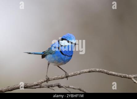 Splendide Wren de fée (Malurus splendens) magnifique Wren bleu perché sur une petite branche dans l'outback du Queensland. Banque D'Images