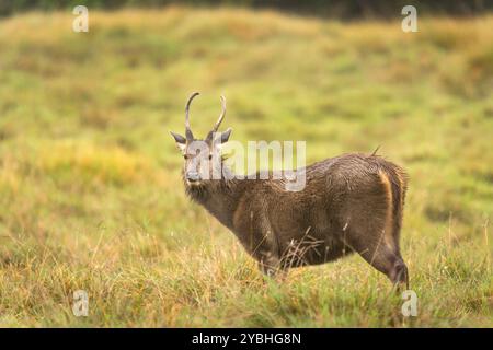 Sambar Deer à Horton Plains Banque D'Images