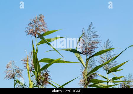 Roseau commun Phragmites australis. Fourrés de troncs de canne vert moelleux contre un ciel bleu. Gros plan. Concept nature pour le design. Banque D'Images