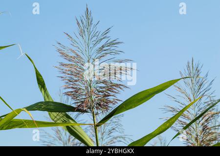 Roseau commun Phragmites australis. Fourrés de troncs de canne vert moelleux contre un ciel bleu. Gros plan. Concept nature pour le design. Banque D'Images