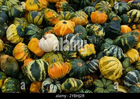 Une grande quantité de mini citrouilles décoratives en forme d'étoile, courge affichée en diffusion, lumière couverte, avec une seule citrouille blanche bizarre hors de place. Banque D'Images