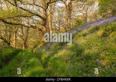 Bluebells (Hyacinthoides non-scripta) floraison en forêt de chênes. Powys, Pays de Galles. Mai. Banque D'Images