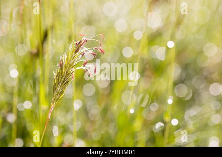 Herbe verte douce (Anthoxanthum odoratum) tête de fleur dans un pré par un matin rosée. Powys, pays de Galles. Mai. Banque D'Images