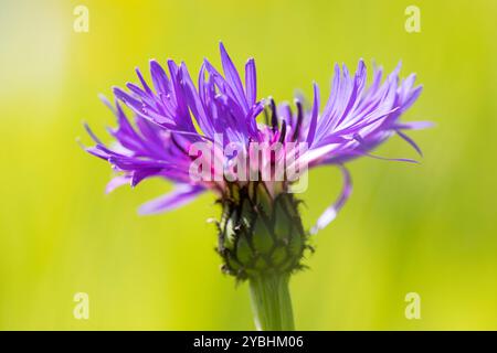 Cornflower perrenial (Centaurea montana) floraison dans un jardin. Powys, pays de Galles. Mai. Banque D'Images