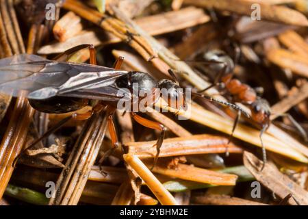 Fourmi de bois rouge (Formica rufa) nouvelle reine ailée sur la surface du monticule du nid. Powys, pays de Galles. Mai. Banque D'Images