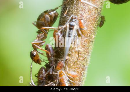 Fourmis de bois rouge (Formica rufa) travailleurs s'occupant de pucerons sur un arbre salin. Powys, pays de Galles. Mai. Banque D'Images
