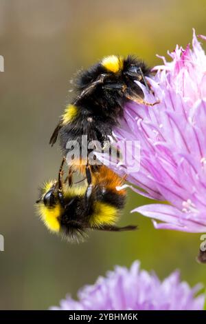 Les premiers Bumblebees (Bombus pratorum) s'accouplent sur des fleurs de ciboulette dans un jardin. Powys, pays de Galles. Mai. Banque D'Images