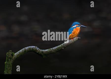 kingfisher commun (Alcedo atthis) mâle perché sur la branche au-dessus de l'eau de l'étang au crépuscule Banque D'Images