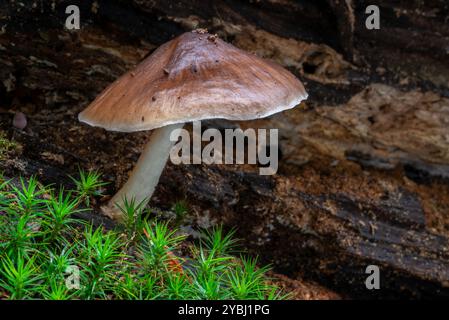 Bouclier de cerf / champignon de cerf / champignon de fauve (Pluteus cervinus / Agaricus cervinus) sur tronc d'arbre pourri en forêt en automne / automne Banque D'Images