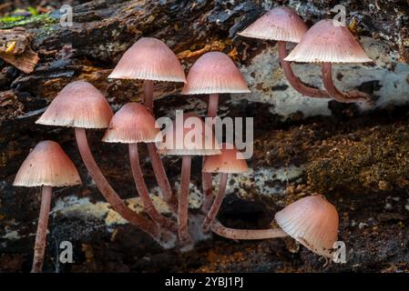 Casque de fée saignant / bonnet burgundydrop / Mycena saignant (Mycena haematopus / Agaricus haematopus) sur tronc d'arbre pourri en automne / forêt d'automne Banque D'Images