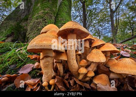 Spectaculaire groupe de champignons de Rustgill (Gymnopilus junonius / Agaricus aureus) sur la base du tronc d'arbre dans la forêt d'automne / automne Banque D'Images