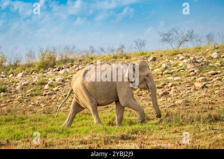 Sauvage agressif éléphants asiatiques femelles Elephas maximus errent dans la forêt pendant la migration de la saison estivale dans le safari arrière-plan pittoresque naturel jim corbett Banque D'Images