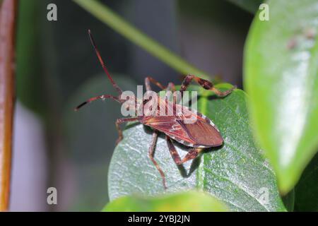 Insecte adulte des graines de conifères de l'Ouest, Leptoglossus occidentalis. Sur feuilles vertes. Banque D'Images
