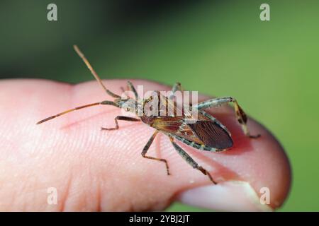 Insecte adulte des graines de conifères de l'Ouest, Leptoglossus occidentalis. Une espèce d'insecte étrangère à l'Europe. Insecte sur un doigt. Banque D'Images