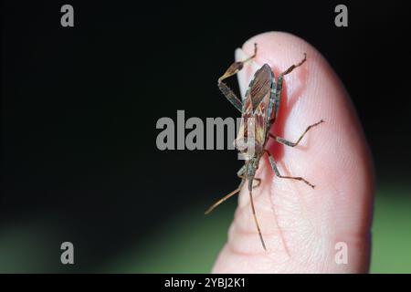 Insecte adulte des graines de conifères de l'Ouest, Leptoglossus occidentalis. Une espèce d'insecte étrangère à l'Europe. Insecte sur un doigt. Banque D'Images