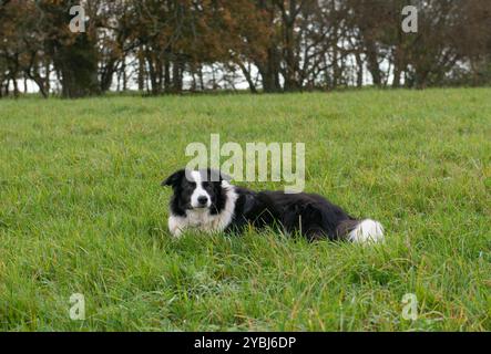 Chien Border Collie, noir et blanc, allongé sur de longues herbes dans un champ avec des arbres et des buissons derrière. Banque D'Images