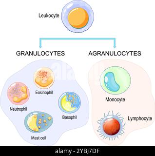 Cellules du système immunitaire. Agranulocytes et granulocytes, globules blancs ou leucocytes : éosinophiles, neutrophiles, basophiles, mastocytes, lymphocytes, Illustration de Vecteur