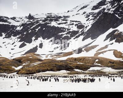 Manchots royaux (Aptenodytes patagonicus), baie de Fortuna, Géorgie du Sud Banque D'Images