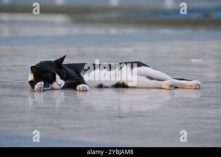 Chat noir et blanc couché sur le sol dans la ville. Un chat allongé sur le sol dans la rue. Banque D'Images