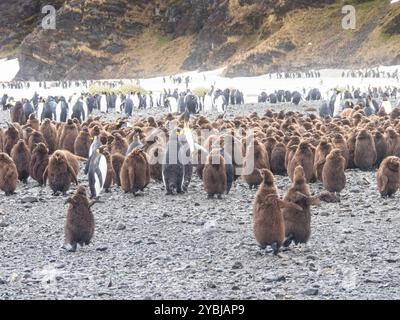 Manchots royaux et poussins (Aptenodytes patagonicus), baie de Fortuna, Géorgie du Sud Banque D'Images