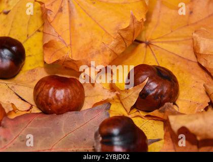 Un grand bouquet de châtaignes sont dispersées sur un tas de feuilles Banque D'Images