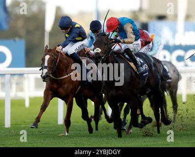 Kind of Blue Ridden de James Doyle remporte les Qipco British Champions Sprint Stakes lors de la QIPCO British Champions Day à Ascot Racecourse, Berkshire. Date de la photo : samedi 19 octobre 2024. Banque D'Images