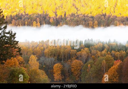 Pittoresque vallée d'arbres d'automne colorés à Sigulda. Brume matinale sur la forêt et la rivière Gauja Banque D'Images